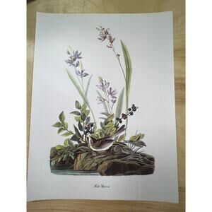 Audubon Birds of America Field Sparrow Original Print Vtg 1950 Peterson 9 x 12